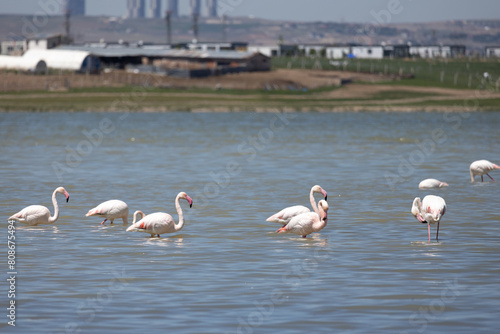 Phoenicopterus, swan, bird, water, lake, nature, animal, swans, birds, wildlife, white, wild, pond, animals, river, beautiful, beauty, flamingo, sea, beak, flock, feather, feathers, swimming, family,