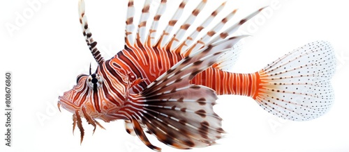 A Red Lionfish scientifically known as Pterois volitans seen in a copy space image with a white background photo