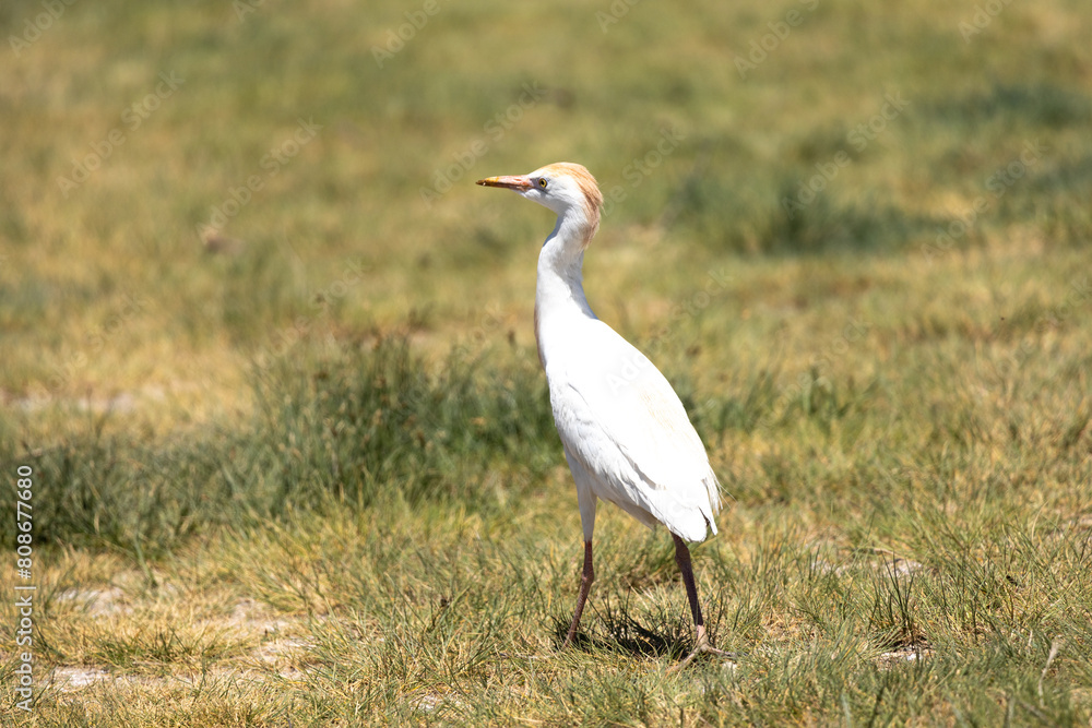 Heron, Phoenicopterus, swan, bird, water, lake, nature, animal, swans, birds, wildlife, white, wild, pond, animals, river, beautiful, beauty, flamingo, sea, beak, flock, feather, feathers, Heron, Phoenicopterus, swan, bird, water, lake, nature, animal, swans, birds, wildlife, white, wild, pond, animals, river, beautiful, beauty, flamingo, sea, beak, flock, feather, feathers,
