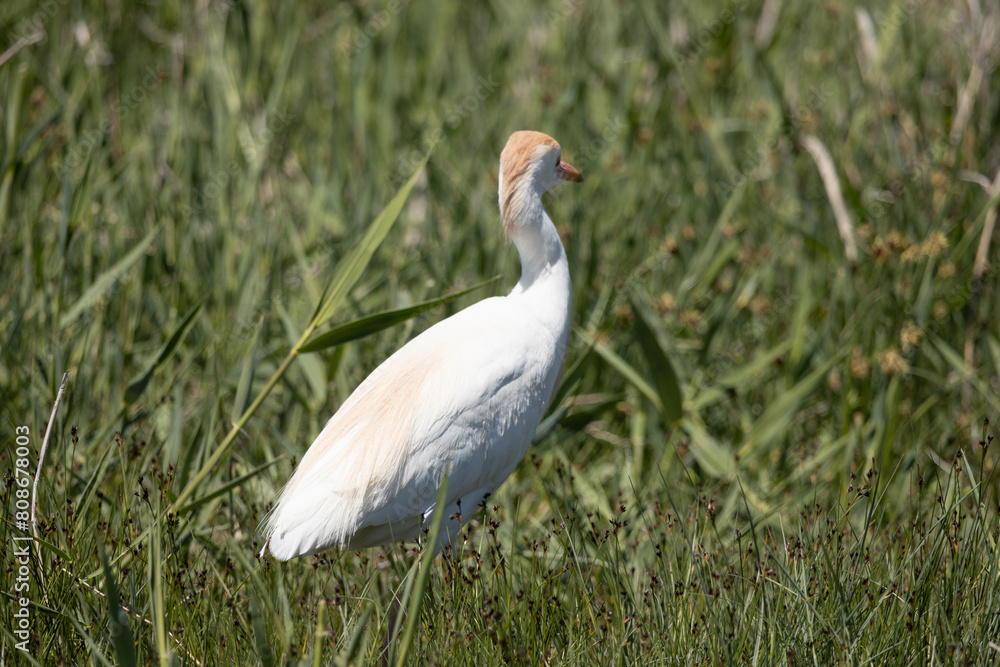 bird, egret, white, animal, nature, wildlife, heron, beak, crane, water, feathers, wild, feather, birds, grass, blue, great bird, egret, white, animal, nature, wildlife, heron, beak, crane, water, feathers, wild, feather, birds, grass, blue, great