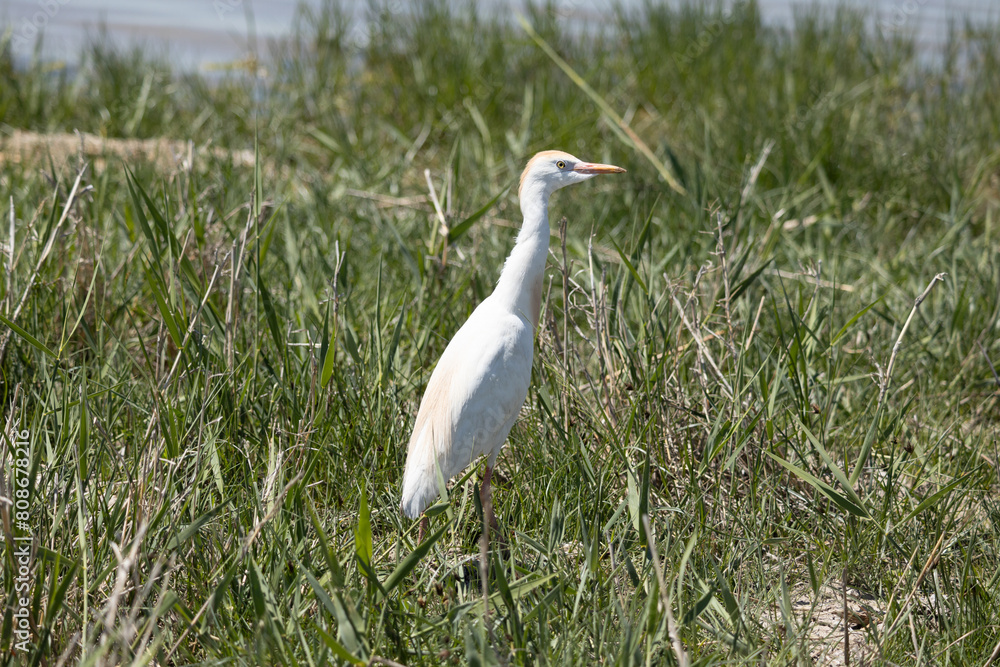 bird, egret, white, animal, nature, wildlife, heron, beak, crane, water, feathers, wild, feather, birds, grass, blue, great bird, egret, white, animal, nature, wildlife, heron, beak, crane, water, feathers, wild, feather, birds, grass, blue, great