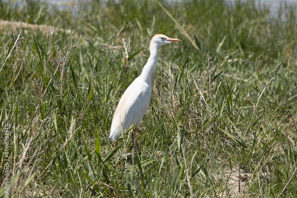 Obraz premium bird, egret, white, animal, nature, wildlife, heron, beak, crane, water, feathers, wild, feather, birds, grass, blue, great