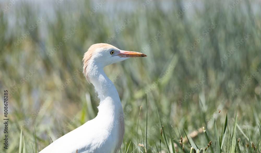Obraz premium bird, egret, white, animal, nature, wildlife, heron, beak, crane, water, feathers, wild, feather, birds, grass, blue, great