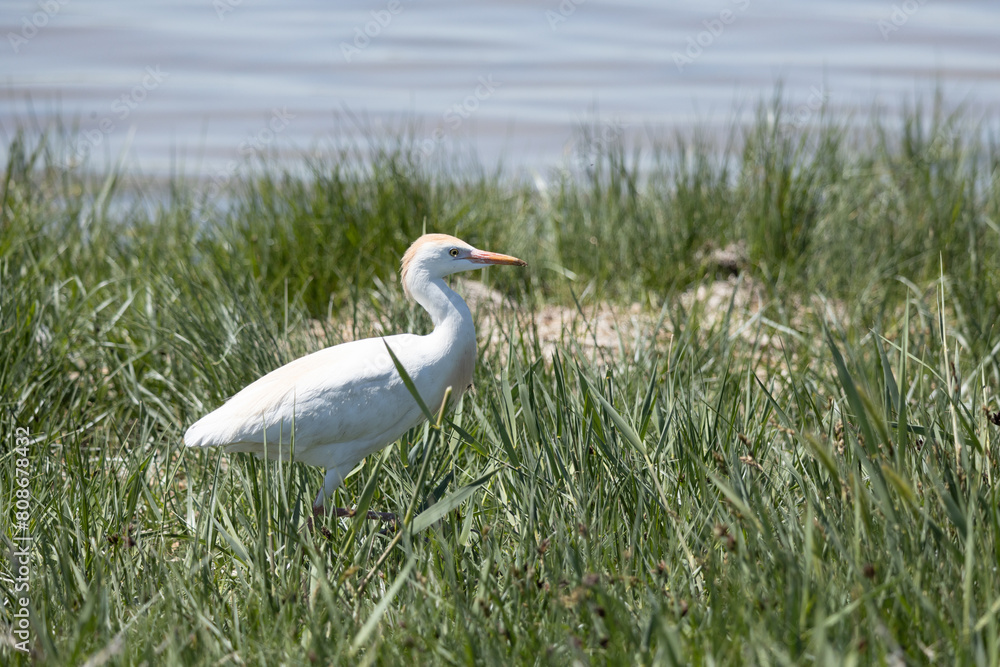 Fototapeta premium bird, egret, white, animal, nature, wildlife, heron, beak, crane, water, feathers, wild, feather, birds, grass, blue, great