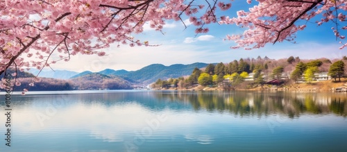 Cherry blossoms in Kyonan cho s Sakuma Dam Lake Water Park offer a beautiful copy space image