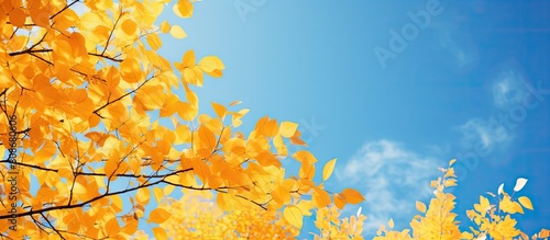 A vibrant image showcasing yellow autumn leaves on trees captured from a low angle perspective with a serene blue sky as the backdrop Copy space image