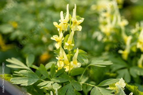 Corydalis Lutea, Delicate yellow tubular flowers with lacy foliage.