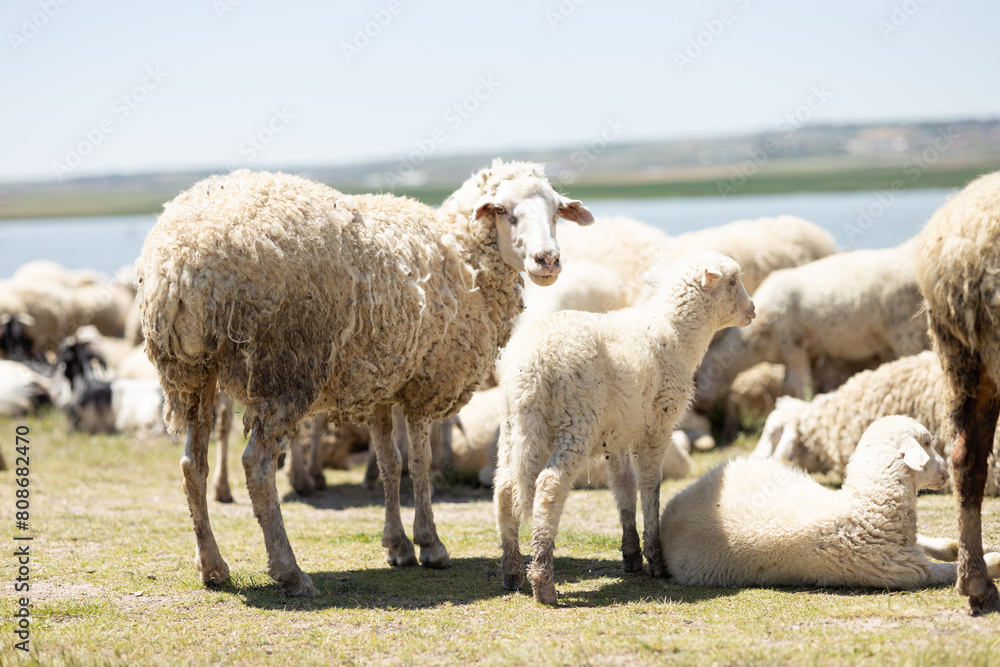 sheep, lamb, animal, farm, grass, field, wool, agriculture, farming, nature, ewe, spring, meadow, lambs, pasture, green, grazing, livestock, herd, white, mammal, countryside, rural, flock, country sheep, lamb, animal, farm, grass, field, wool, agriculture, farming, nature, ewe, spring, meadow, lambs, pasture, green, grazing, livestock, herd, white, mammal, countryside, rural, flock, country