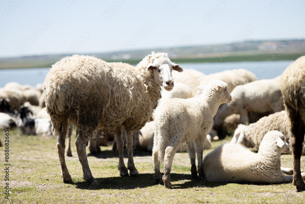 Naklejka premium sheep, lamb, animal, farm, grass, field, wool, agriculture, farming, nature, ewe, spring, meadow, lambs, pasture, green, grazing, livestock, herd, white, mammal, countryside, rural, flock, country