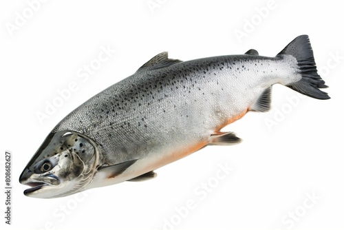 A close-up of a fresh salmon against a white background ideal for culinary themes