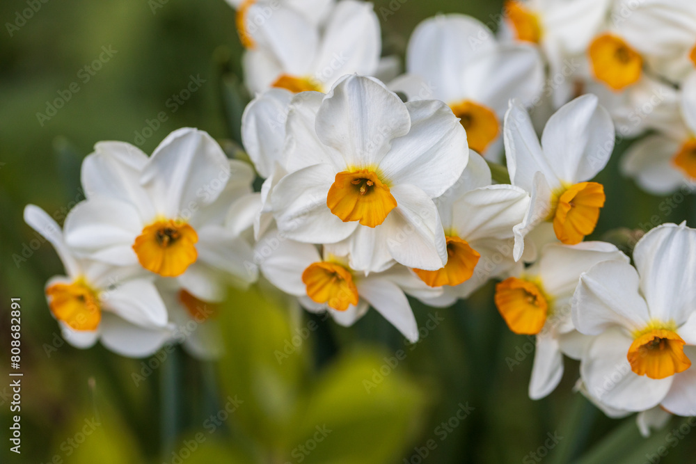 Narcissus Geranium blossoms in the garden in spring Narcissus Geranium blossoms in the garden in spring