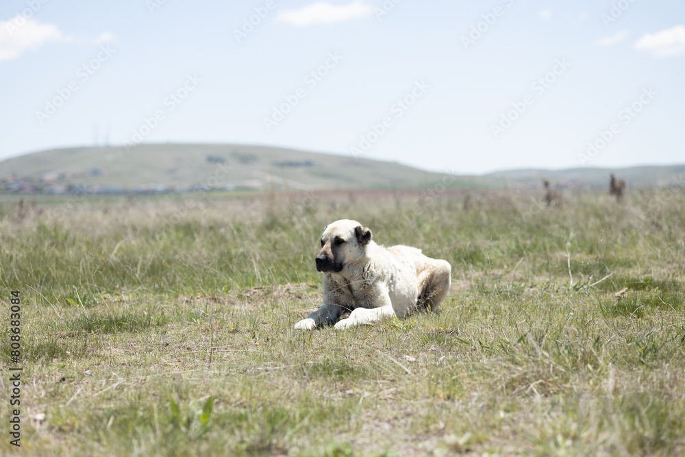 Obraz premium dog, animal, pet, puppy, white, cute, canine, grass, terrier, brown, mammal, portrait, dogs, jack, breed, green, nature, young, sitting, domestic, greyhound, playing, isolated