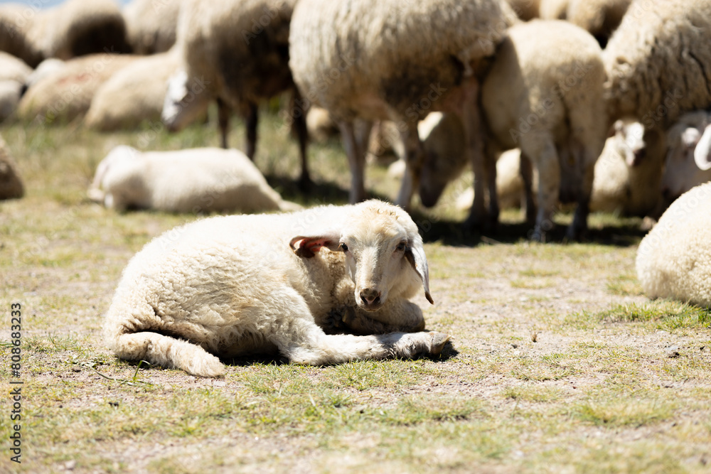 Obraz premium sheep, lamb, animal, farm, grass, field, wool, agriculture, farming, nature, ewe, spring, meadow, lambs, pasture, green, grazing, livestock, herd, white, mammal, countryside, rural, flock, country