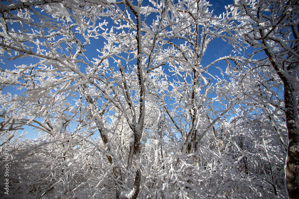 The trees are covered with a white layer and the sky is blue. Fairy tale landscape. The trees are covered with a white layer and the sky is blue. Fairy tale landscape.
