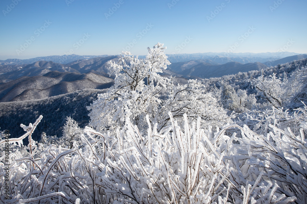custom made wallpaper toronto digitalElevated perspective of a large forest and deciduous trees that are covered in a thick layer of snow and ice.