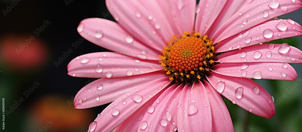 A macro photograph of a pink marguerite in full bloom with a yellow center and numerous wet petals and dew droplets captured against a blurred brown background providing ample space for additional el A macro photograph of a pink marguerite in full bloom with a yellow center and numerous wet petals and dew droplets captured against a blurred brown background providing ample space for additional el