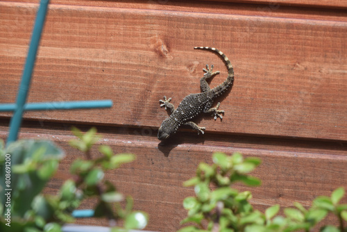Gecko accroché à la verticale sur le mur d'une cabine en bois.