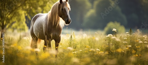 A horse peacefully grazing in a sunlit meadow on a warm summer day providing a perfect image for copy space
