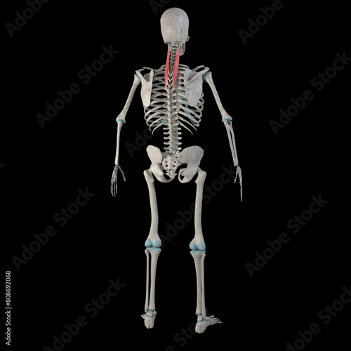 3d Illustration of Splenius Cervicis Muscles on Male Human Body photo