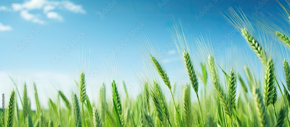 A low angle copy space image captures the sight of a vibrant green wheat crop swaying gracefully in the breeze beneath a clear blue sky A low angle copy space image captures the sight of a vibrant green wheat crop swaying gracefully in the breeze beneath a clear blue sky