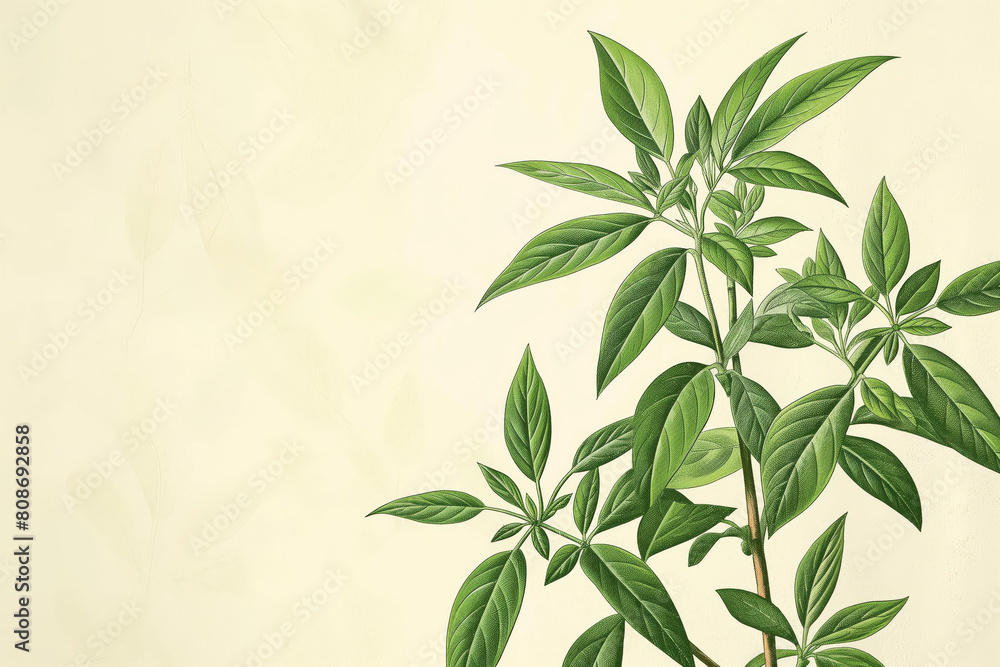 Detailed botanical illustration of medicinal herbal plant with textured background for natural remedy and herbalism concept Detailed botanical illustration of medicinal herbal plant with textured background for natural remedy and herbalism concept