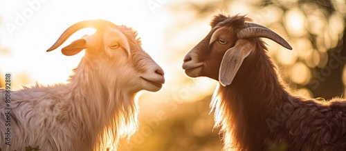 Bright sunlight illuminates a color outdoor animal portrait of a delightful pair of bearded goats both of whom exude a lovely cute funny and sweet demeanor The couple captivates viewers by gazing tog photo