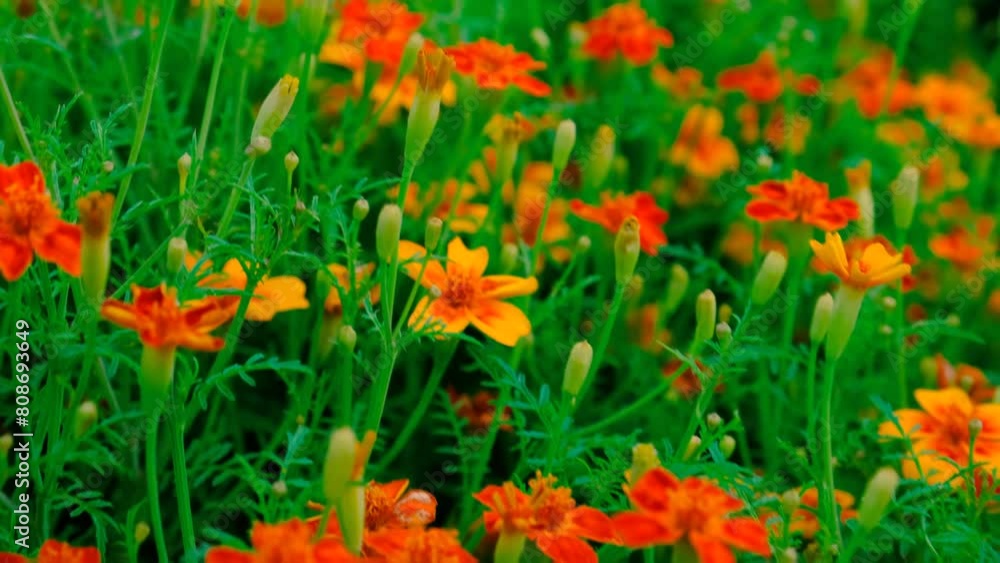 Chernobrivets bloom in the garden. Selective focus. Chernobrivets bloom in the garden. Selective focus.