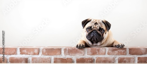 A happy and funny pug dog rests against a white brick wall creating a charming copy space image for text related to dog grooming
