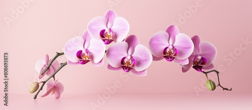 Three isolated orchids in a close up shot showcasing the flower concept against a pink background with ample copy space