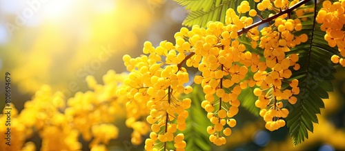 A vibrant burst of bright yellow mahonia flowers adds a cheerful touch of autumn hues to the natural backdrop of this image. Copy space image. Place for adding text and design photo