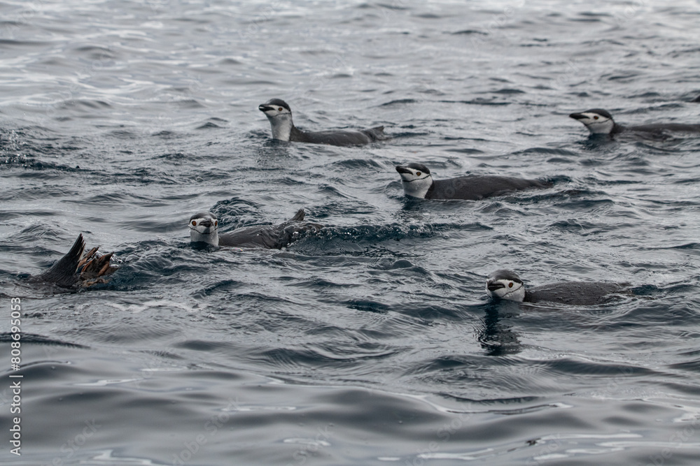 Fototapeta premium Penguins of Antarctica