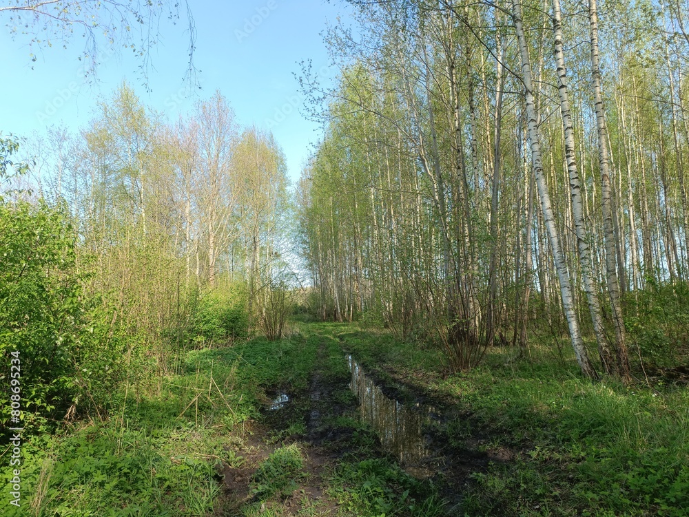 Forest in Siauliai county during sunny summer day. Oak and birch tree woodland. Sunny day with white clouds in blue sky. Bushes are growing in woods. Nature. Summer season. Miskas. Forest in Siauliai county during sunny summer day. Oak and birch tree woodland. Sunny day with white clouds in blue sky. Bushes are growing in woods. Nature. Summer season. Miskas.