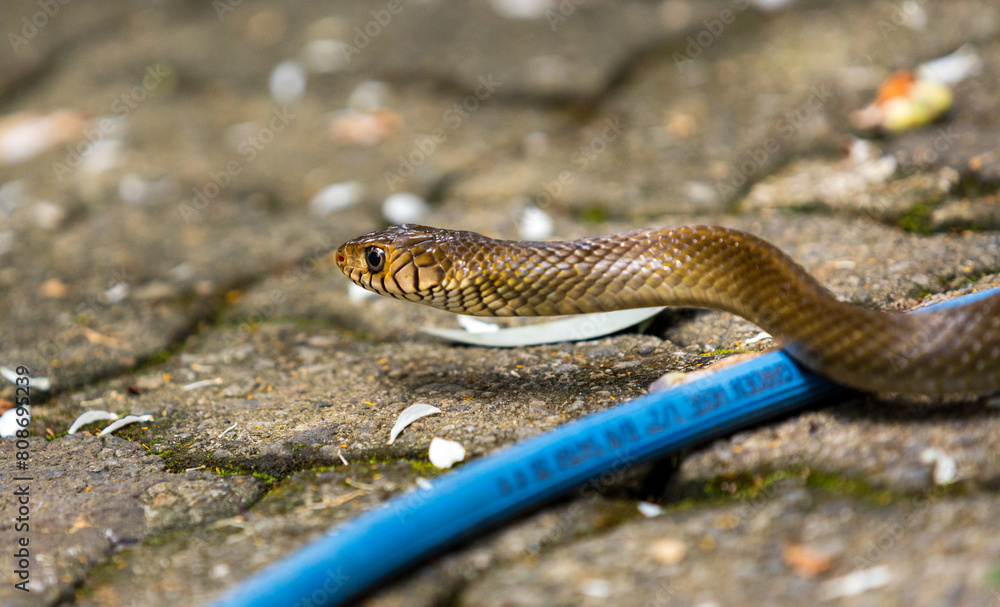 The Silent Observer Rat Snakes Fascinating Journey Through a Verdant Garden The Silent Observer Rat Snakes Fascinating Journey Through a Verdant Garden
