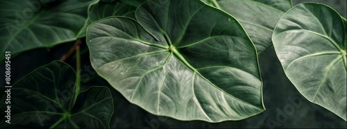 Floral close ups. Tropical leaves. Micro world of plants.