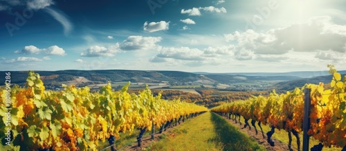 Autumnal vineyard landscape with copy space image