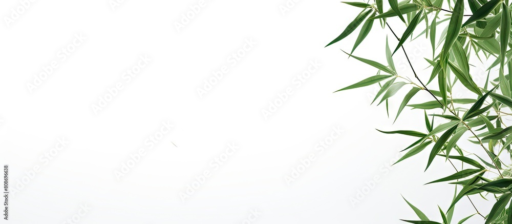An image showing bamboo leaves against a white background with empty space around them for text or other elements. Copy space image. Place for adding text and design An image showing bamboo leaves against a white background with empty space around them for text or other elements. Copy space image. Place for adding text and design