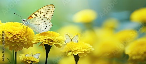 A yellow butterfly can be seen enjoying nectar from a cockscomb flower in this copy space image