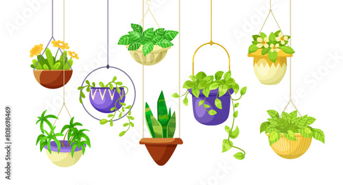 Hanging houseplants in colorful pots against a white background, vector illustration of indoor gardening. Vector illustration