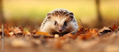 Adorable small dwarf hedgehog on the hunt for sustenance captured in a copy space image