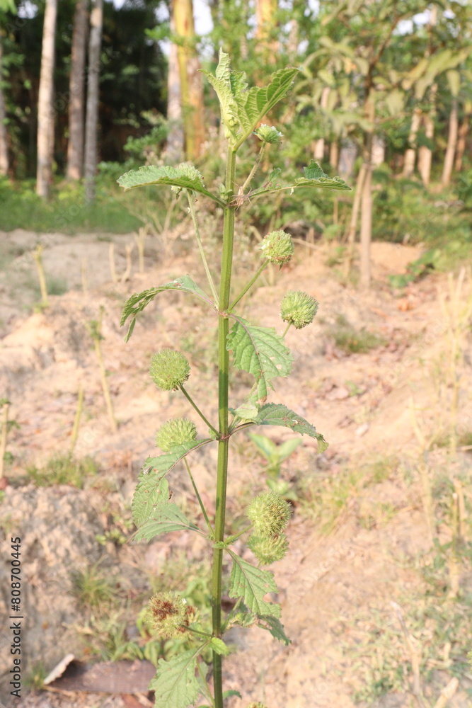 Hyptis flower plant on farm for sell are cash crops Hyptis flower plant on farm for sell are cash crops