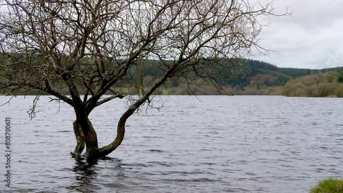 Static footage of a semi submerged tree in Fernworthy Reservoir in Dartmoor National Park, Devon, England with mixed forestry in the background. photo