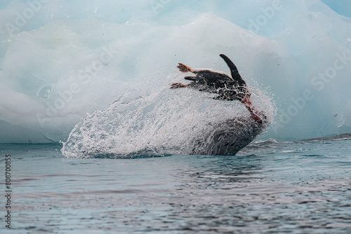 Leopard seal predates on penguin in Antarctica