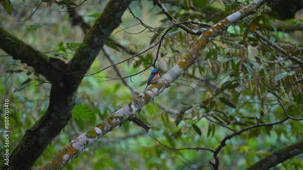 male Banded kingfisher look calm perched on a tree among the leaves male Banded kingfisher look calm perched on a tree among the leaves