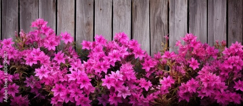 A weathered wooden fence serves as the backdrop for vibrant pink or purple flowers in bloom providing a copy space image for text or other inset content