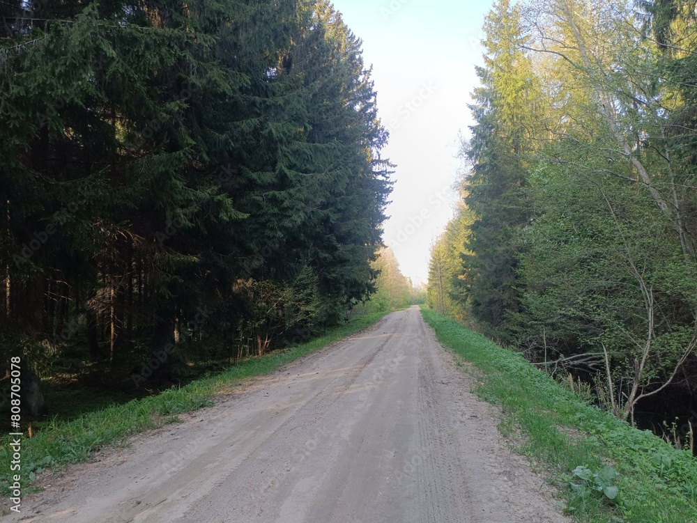 Road in forest in Siauliai county during sunny summer day. Oak and birch tree woodland. Sunny day with white clouds in blue sky. Bushes are growing in woods. Sandy road. Nature. Miskas. Road in forest in Siauliai county during sunny summer day. Oak and birch tree woodland. Sunny day with white clouds in blue sky. Bushes are growing in woods. Sandy road. Nature. Miskas.