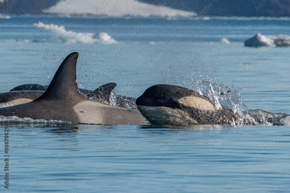 Fototapeta premium Orcas killer whales in Antarctica