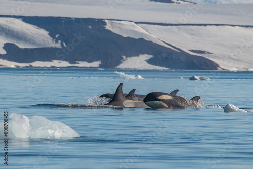 Orcas killer whales in Antarctica