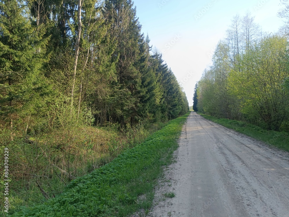 Road in forest in Siauliai county during sunny summer day. Oak and birch tree woodland. Sunny day with white clouds in blue sky. Bushes are growing in woods. Sandy road. Nature. Miskas. Road in forest in Siauliai county during sunny summer day. Oak and birch tree woodland. Sunny day with white clouds in blue sky. Bushes are growing in woods. Sandy road. Nature. Miskas.