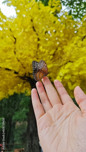 Butterflies at your fingertips