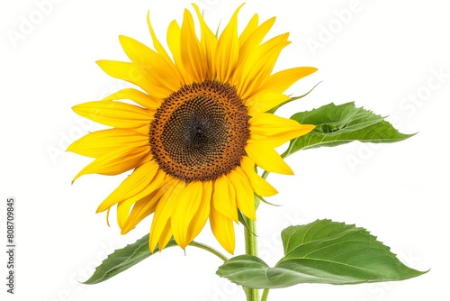 Bright single sunflower with lush green leaves  isolated on a white background